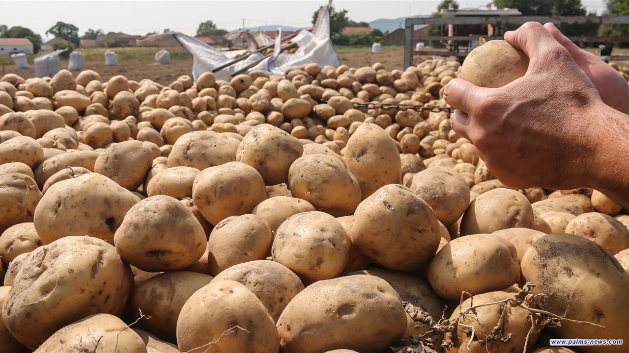 مديرية زراعة دهوك تعلن حظر استيراد البطاطا